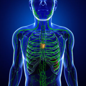 The Lymphatic System and Ways to Keep It Healthy